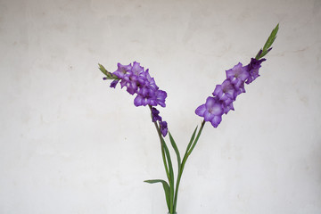 Closeup of purple Gladioli flowers