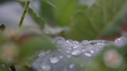 Fototapeta na wymiar water drops on a leaf