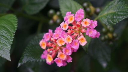 blurred pink and yellow flowers 