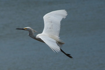 heron in flight