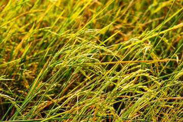 woman using modern technologies in agriculture and agronomist farmer with digital tablet computer in rice field using apps and internet in agricultural production.golden rice field background
