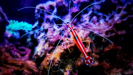 Pacific skunk cleaner saltwater reef shrimp - Lysmata amboinensis