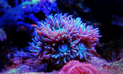 Fototapeta na wymiar Duncanopsammia is a large polyp stony (LPS) coral - Duncanopsammia axifuga
