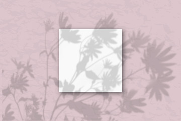 1 square sheet of white textured paper on a pink wall. Mockup overlay with the plant shadows. Natural light casts shadows from flowers and leaves of daisies. Flat lay, top view
