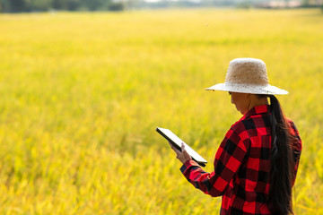 woman using modern technologies in agriculture and agronomist farmer with digital tablet computer in rice field using apps and internet in agricultural production.golden rice field background