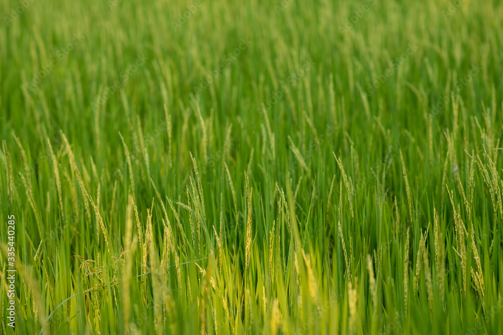 Sticker woman using modern technologies in agriculture and agronomist farmer with digital tablet computer in rice field using apps and internet 