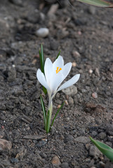 small delicate crocus in the ground