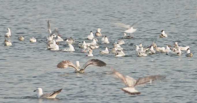 Birds flying over the water. Seabirds in wild life biodiversity of insular ecosystems. Sea birds and island communities, Biodiversity awareness conservation of insular species in Delta Vacaresti