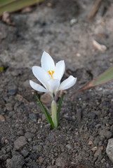 white crocus
