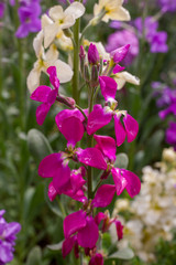 Closeup of pink Wallflowers in nature