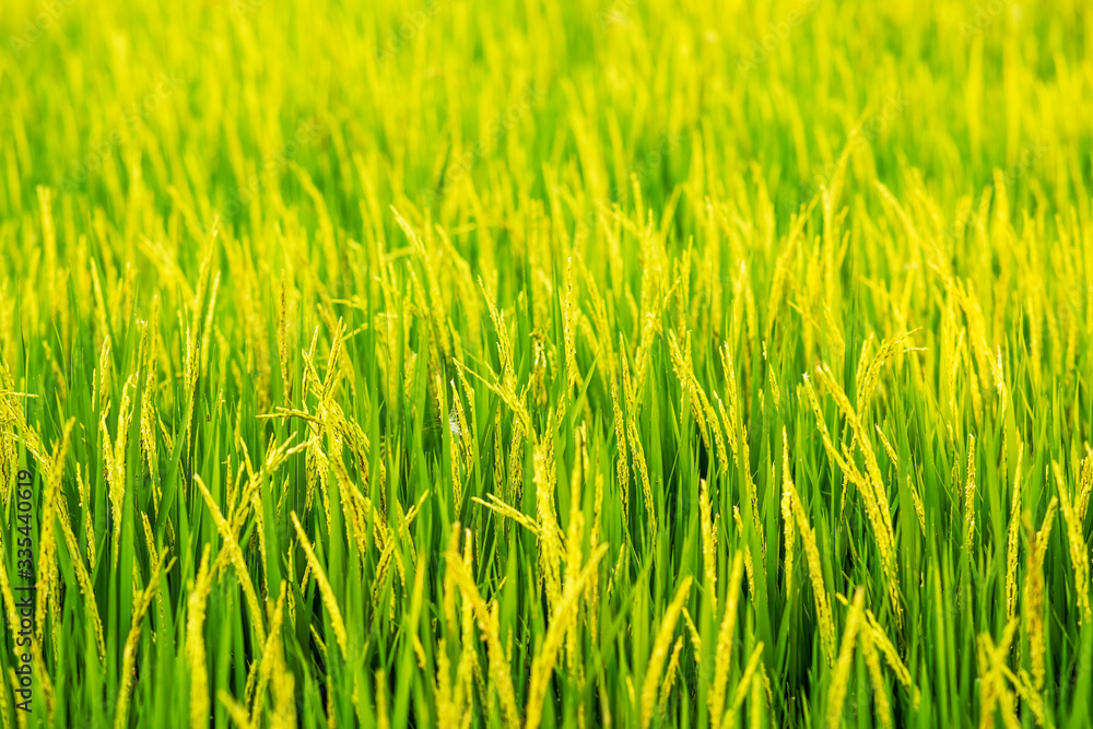 Canvas Prints portrait of woman modern farmer in rice field agricultural production. and golden rice field background