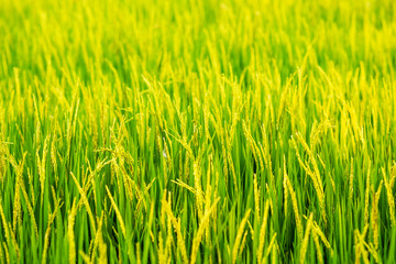 portrait of woman modern farmer in rice field agricultural production. and golden rice field background