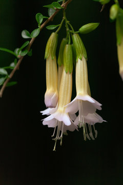 Closeup of white Cantuta flowers or Peruvian magic flowers in nature
