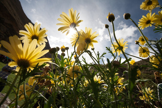 Bottom view of a  field of African bush daisy or bull's-eye  with sunlight in nature