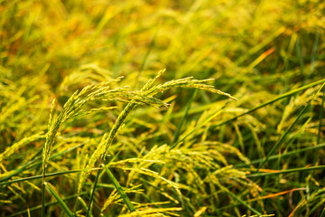 rice field in summer