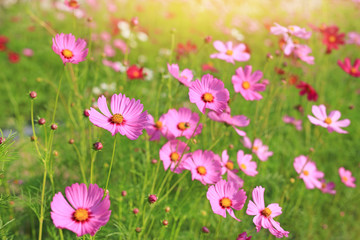 Obraz na płótnie Canvas Beautiful cosmos flower in the summer garden with rays of sunlight in nature.