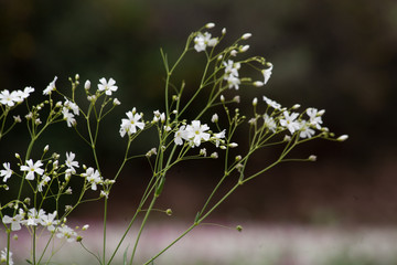 Gypsophila paniculata or baby's breath in nature