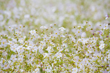 Gypsophila paniculata or baby's breath in nature
