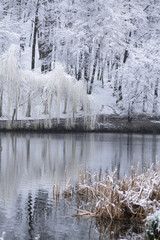 Weeping willows and other trees on the shore of the lake, which is framed by dry reeds. Snowy day