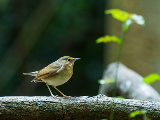 The Brown-cheeked Fulvetta (Alcippe poioicephala) is a small brown bird with an orange chest but no other distinctive markings.
