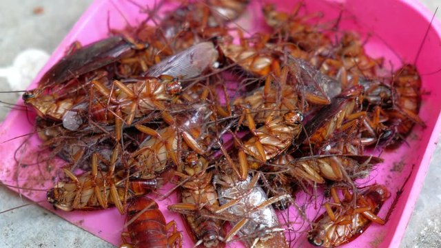 Many cockroaches trapped on a sticky glue paper trap, pest control concept.
