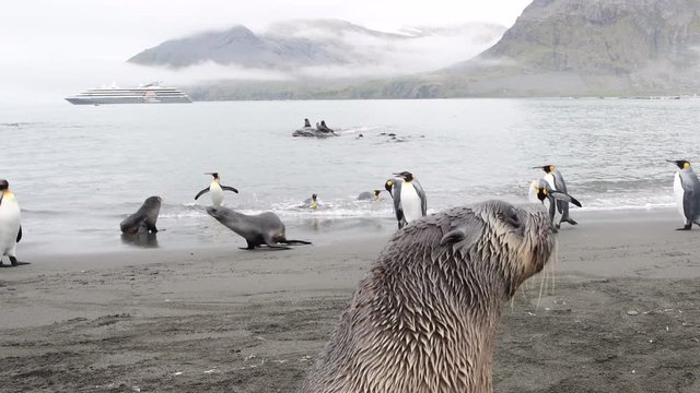 Fur Seal playing on the beach in South Georgia