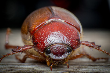 macro shot of a beetle