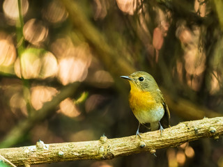 The Brown-cheeked Fulvetta (Alcippe poioicephala) is a small brown bird with an orange chest but no other distinctive markings.