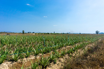 Green aloe vera plantation on arid soil