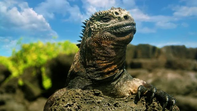 Iguana en isla Santa Cruz, Gal&aacute;pagos, Ecuador
