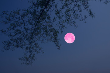Fototapeta premium Beautiful pink moon in romantic night