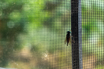 House flies perched on the screen, unable to fly outside