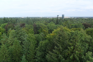 aerial view of the forest