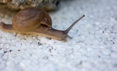 snail on a leaf
