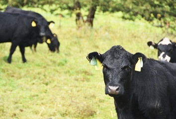Black Cows in the Pasture