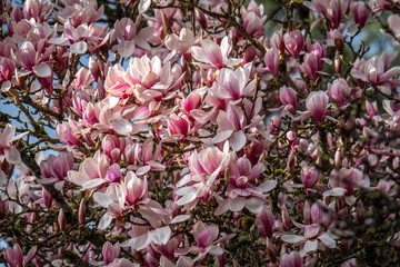 Closeup of magnolia tree in full bloom highlighted by a sunbeam on a dark stormy day
