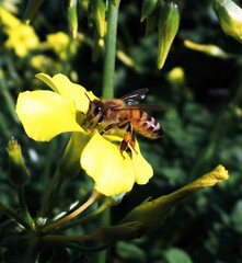 bee on flower