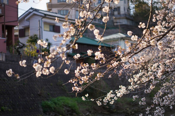 大岡川プロムナード　桜