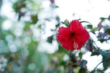 A close-up view of the red hibiscus