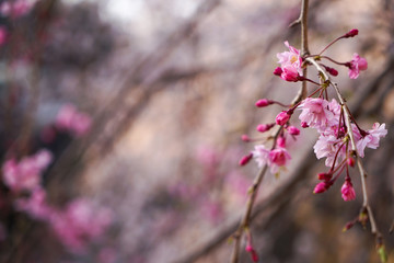 大岡川プロムナード　桜