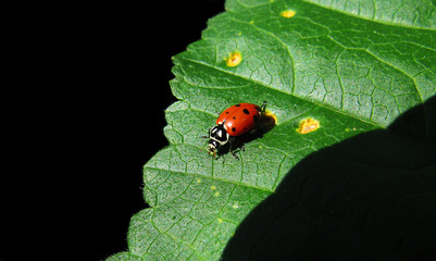 ladybug on a leaf