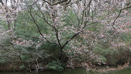 山桜の池