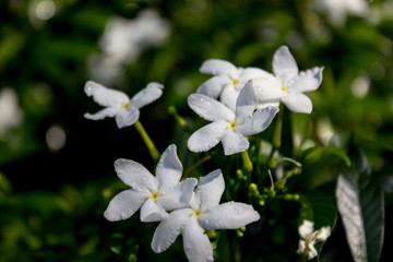 white flowers in the garden