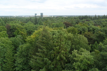 aerial view of trees in the forest