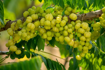 Gooseberry is widespread in Southeast Asia.