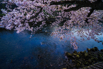 大岡川プロムナード　桜