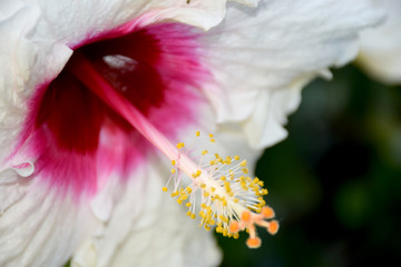 close up of white daisy