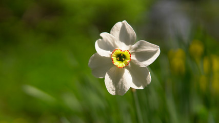Narcissus bloom head, white daffodils on spring bokeh garden background.