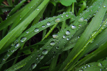 dew on a grass