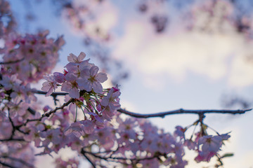 大岡川プロムナード　桜